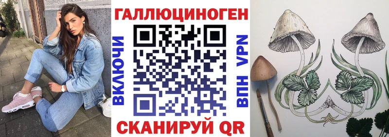 Купить где  Курчалой  Псилоцибиновые грибы Cubensis 
